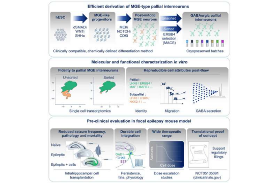 Regenerative cell therapy for epilepsy