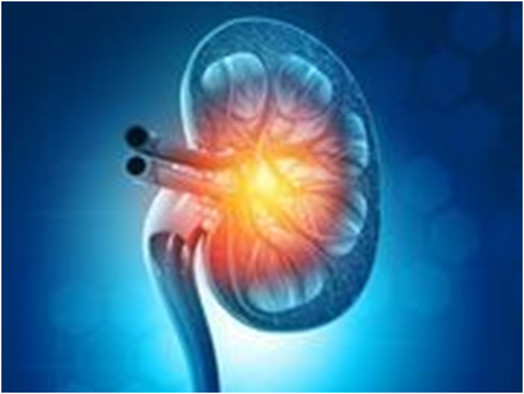 In a First, Scientists Grow Human Kidneys Inside Pigs 