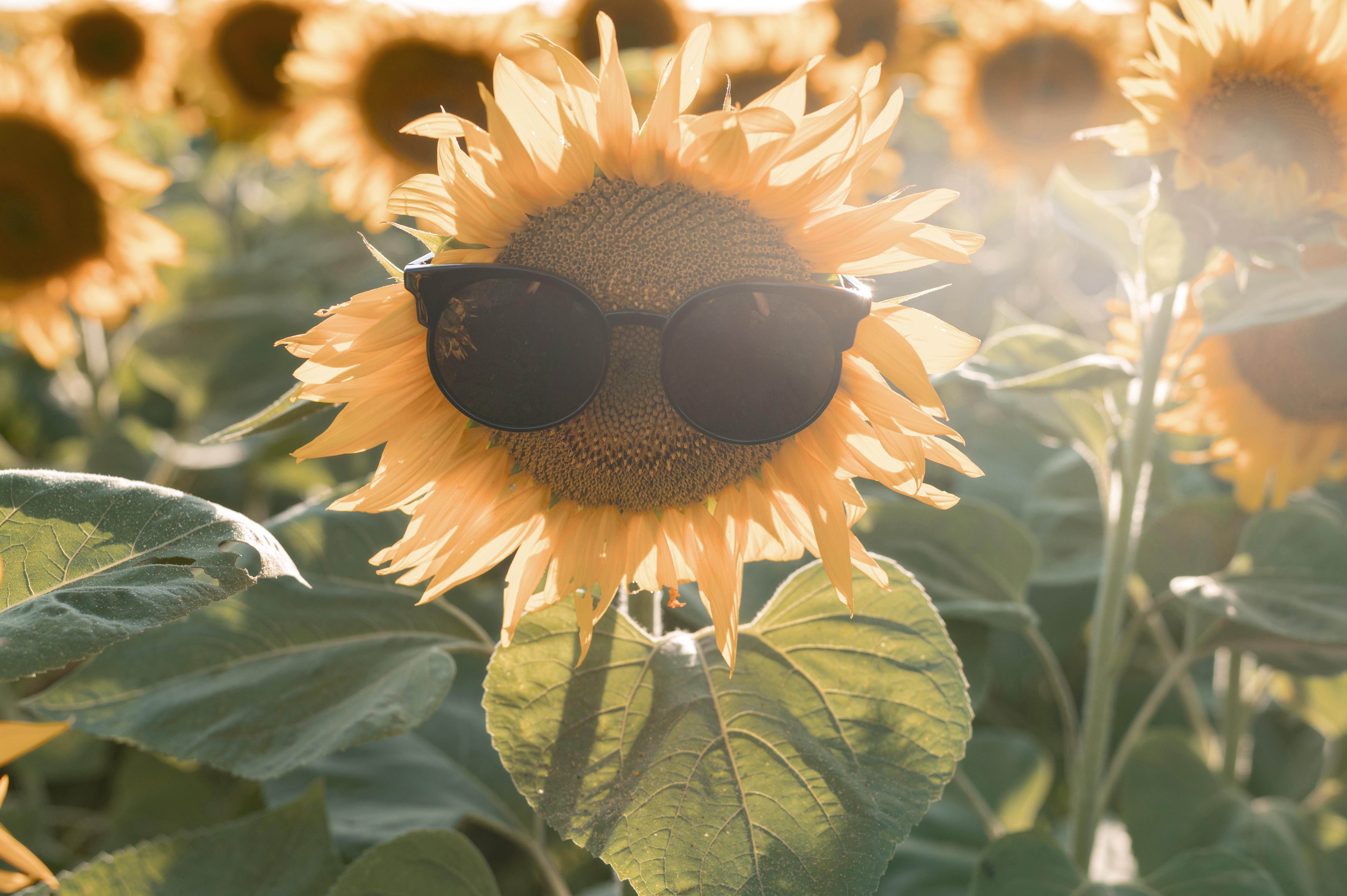 Basking in Sunshine: Your Ultimate Health Boost